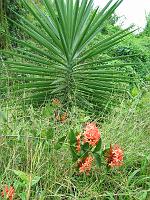 Martinique2003 006 